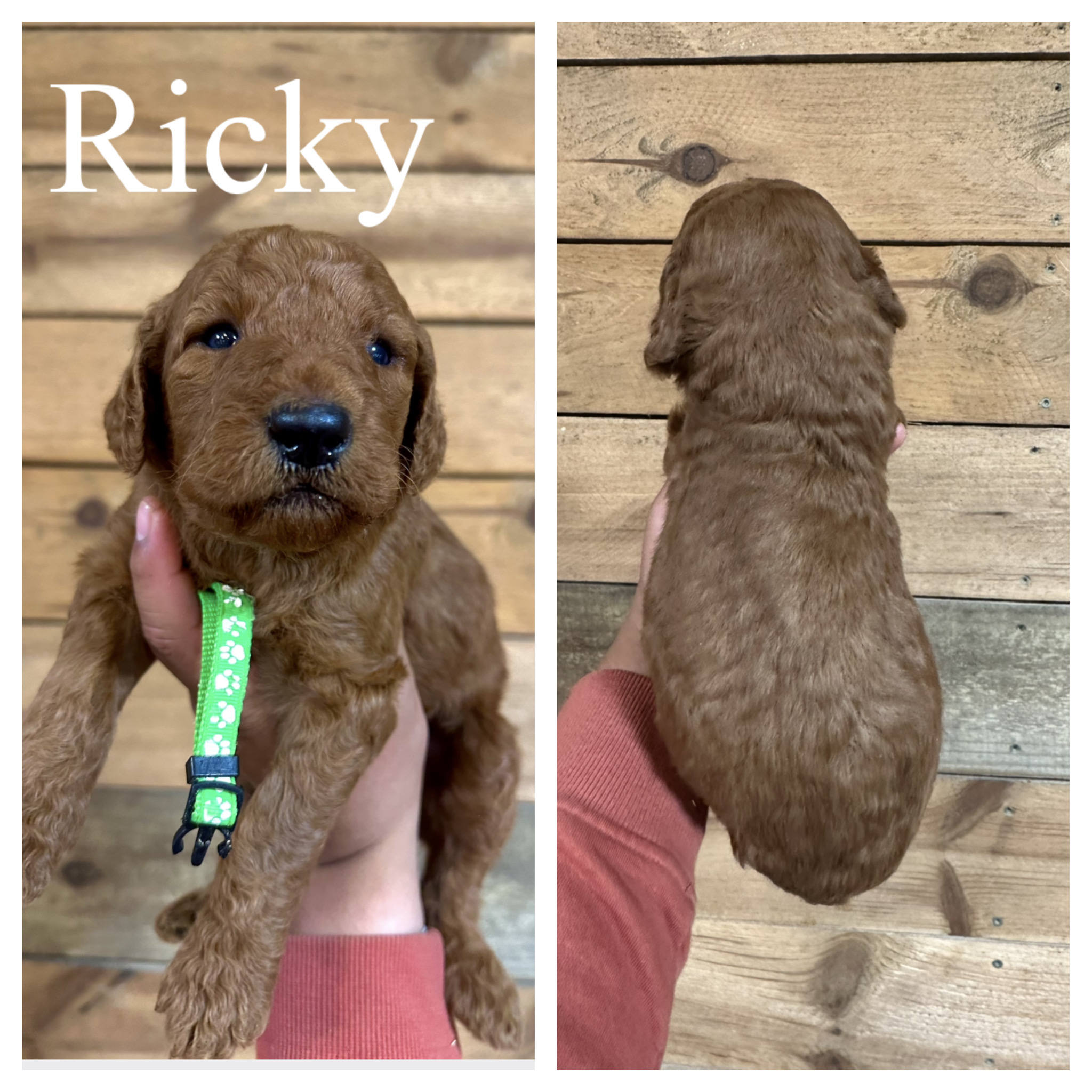 Ricky 1